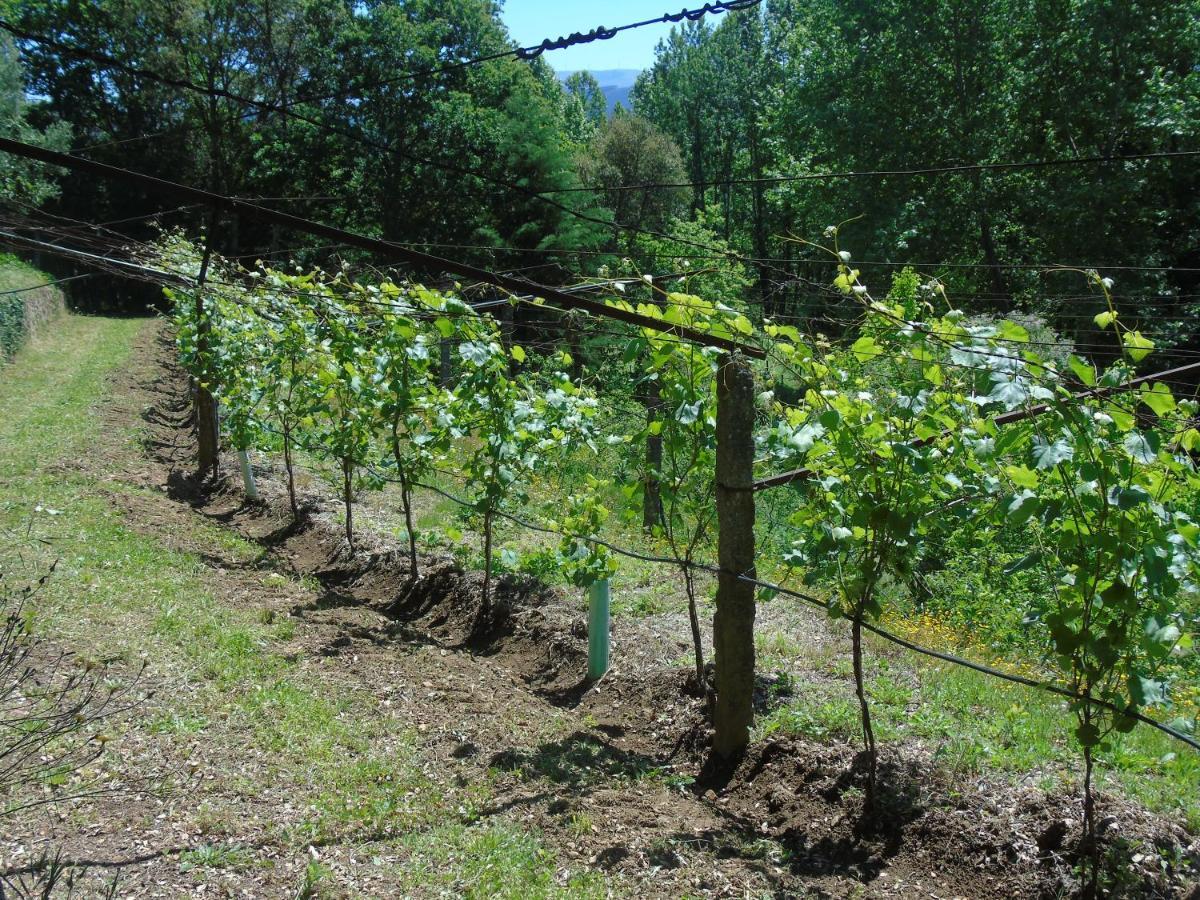 Quinta Da Chouza Agroturismo E Enoturismo Селорику ди Бащу Екстериор снимка