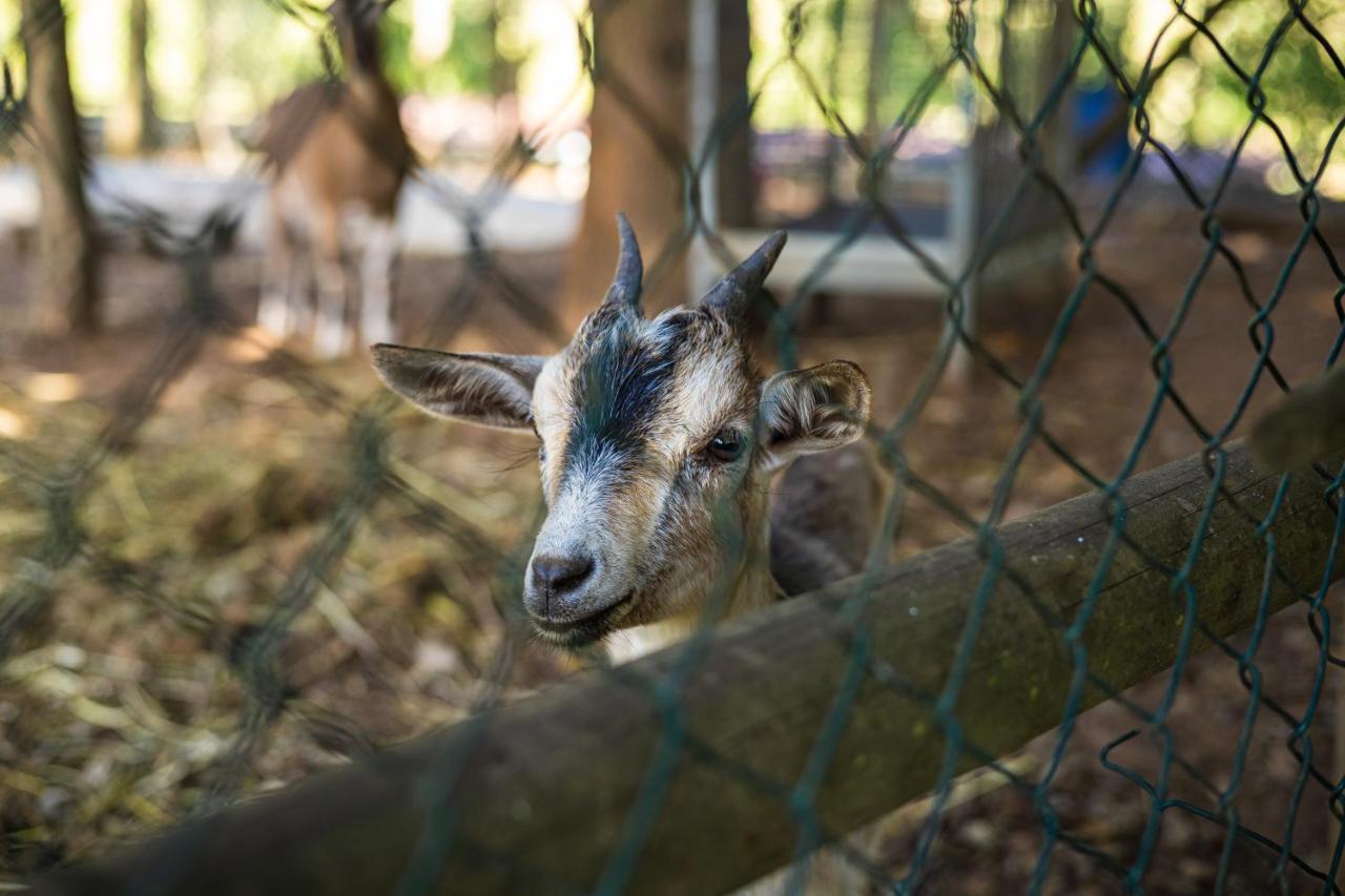 Quinta Da Chouza Agroturismo E Enoturismo Селорику ди Бащу Екстериор снимка